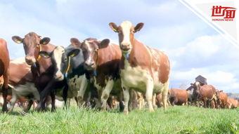 牛群爆料两人分开了吗视频,昔日情侣疑似分手，视频揭露分手真相